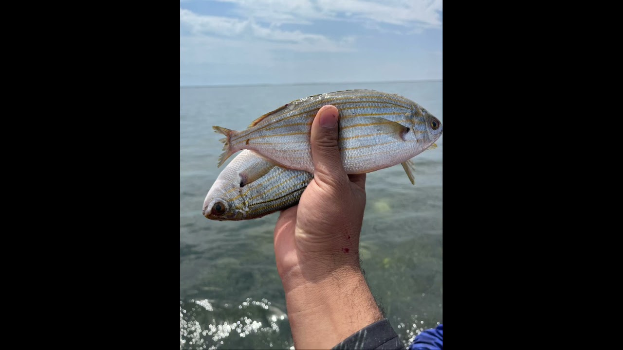 الصيد بالدراين قرقنة