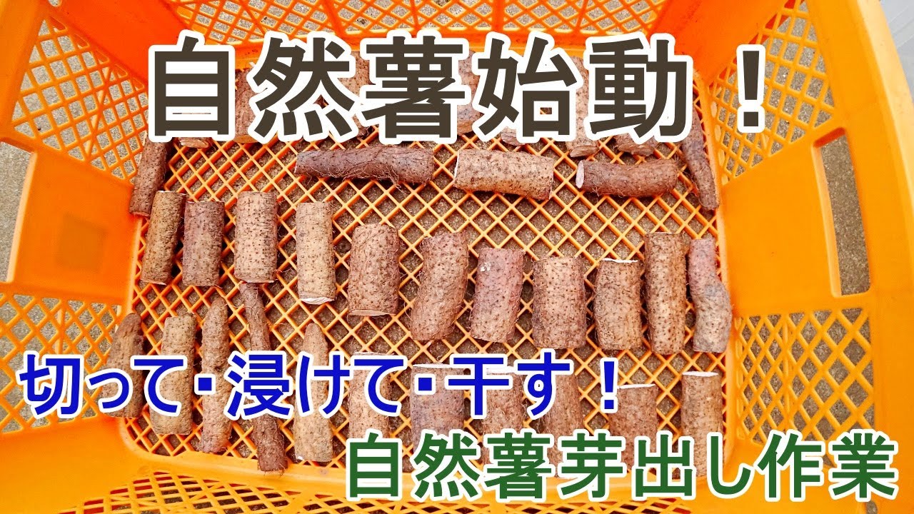 芽出し作業開始！【 自然薯 】芽出しはこうする！