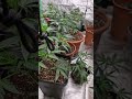 Update aus dem Growzelt Dynamite Diesel/HerzOG/Gelato44 ‼️#grow