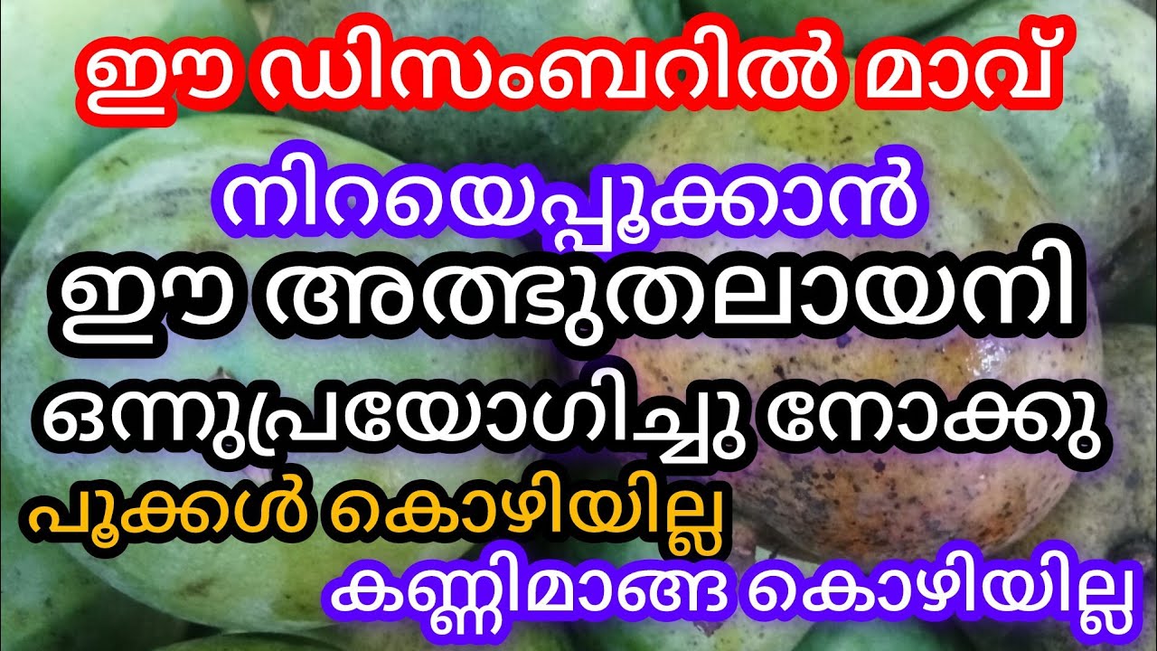 മാമ്പൂക്കളും, കണ്ണിമാങ്ങയും പൊഴിയില്ല _അത്ഭുതലായനിയാണ് ഇത്, whatsapp No9061243509, a1luckylifemedia 