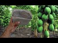 Esse adubo simples faz a planta encher de frutos em pouco tempo