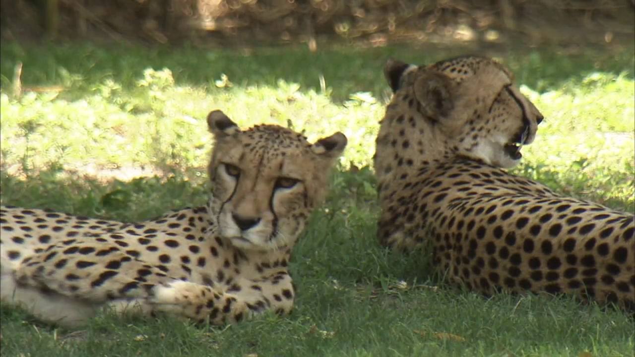 Therians a community of people who believe they are animals