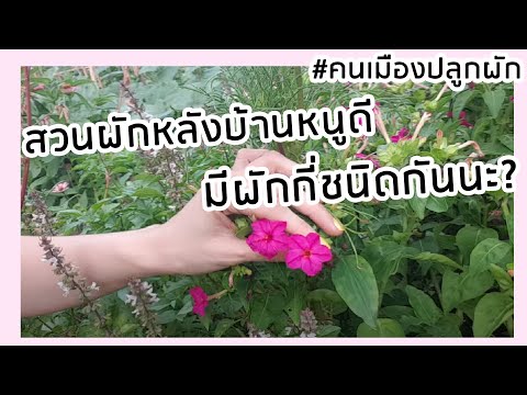 วีดีโอ: เครื่องสำอางในสวนผัก ส่วนที่ 1