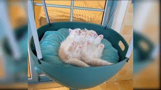 Baby_Cats_-_Cute_and_Funny_Cat_Videos_Compilation_%2334___AwVIP ANIMAL 🐵🐔🐶🐷(720p)_00