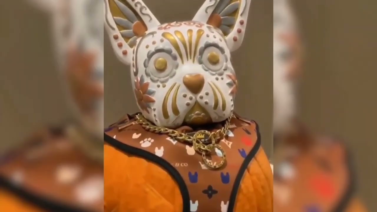 Funny dog video 😂😂