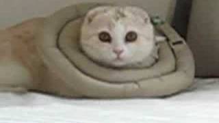 ベッドを占領する子猫   Kitten that occupies bed