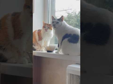 Cute cats and breakfast 04. Funny Cat videos for relaxation. Cute Cats wish you a lucky day 😺