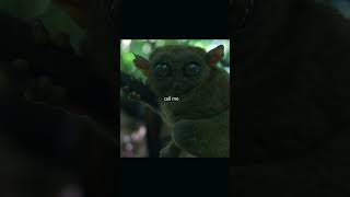 Tarsier