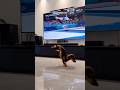 Dog does gymnastics 🤸❤️