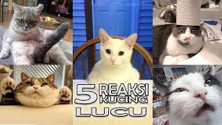 Ekspresi kucing heboh yang lucu