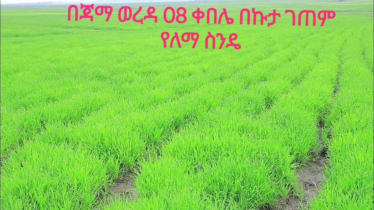በደቡብ ወሎ ዞን ጃማ ወረዳ 06 እና 08 ቀበሌ በኩታ ገጠም የለማ ስንዴ