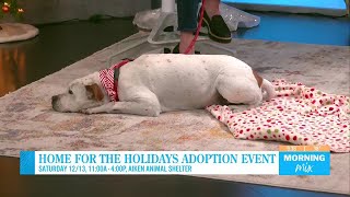 Home for the Holidays adoption event