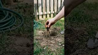 How to Grow Your Own Avocado Tree 🥑 | From Seed to Harvest