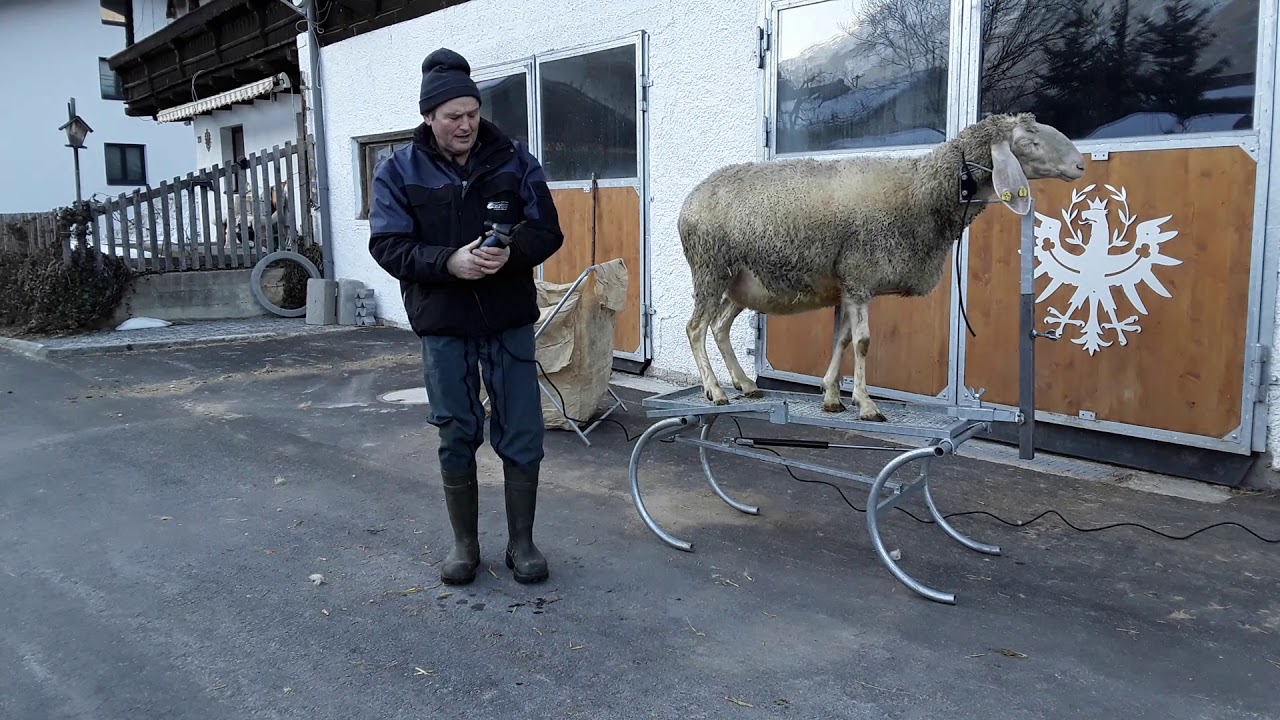 Schafschur mit Scherstand