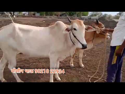 शेतीकामासाठी चांगल्या बैलजोड्या मिळतील #trending #cow #बैलबाजार #पुसदबैलबाजार 