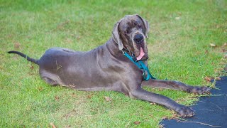 Great Dane as a Guard Dog Their Protective Instincts