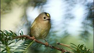 The sound of the Goldcrest - Bird Sounds | 10 Hours