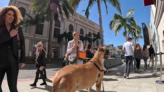 Cash 2.0 Great Dane on Rodeo Drive in Beverly Hills 35