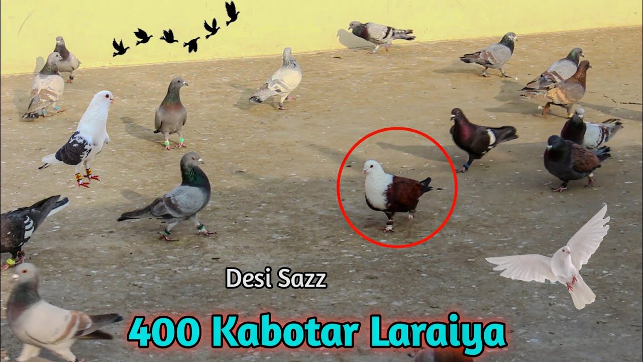 200-200-desi-kabotar-laraiya-desi-sabz-pare-kabotar-ki-video