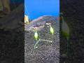 Bottom Fishing Equipment Using Floats #shorts #fishing #trending