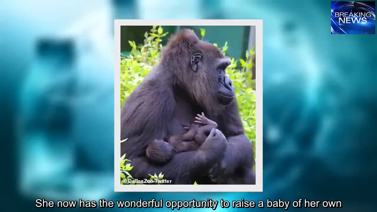 Dallas Zoo introduces newborn baby gorilla to the public in sweet video