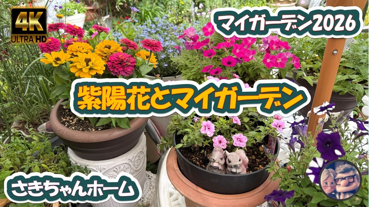 4K】2026年6月27日 🌹紫陽花が色付いています。 #flowers #garden