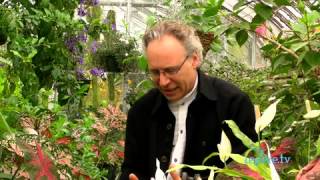 Jocelyn Pinet - Nature humaine