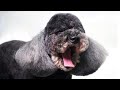 Grooming a beautiful black poodle cute hairstyle with scissors