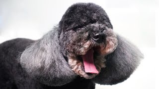 Grooming a Beautiful Black Poodle *cute hairstyle with scissors* by Groom House Beauty 666 views 2 months ago 5 minutes, 17 seconds