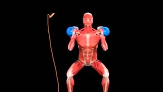 squat in sagittal plane