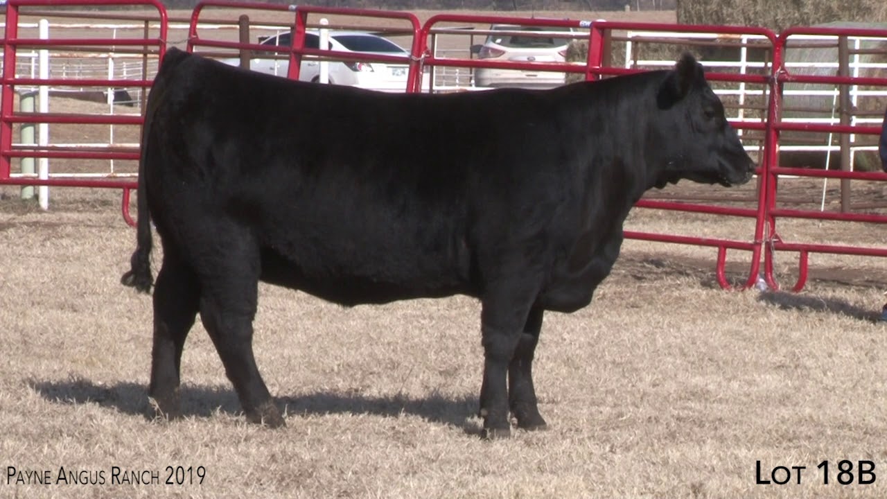 angus tasty Payne Angus Ranch Lot 18B