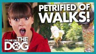 Dog 'Petrified' of Walks Gets EVEN WORSE When He Overcomes His Fear! |  It's Me or The Dog