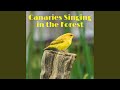 Canary Birds Singing And Chirping Canary Birds Singing And Chirping