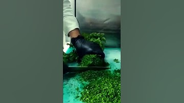 how to cutting parsley#  shortvideo #trending #youtube #youtubeshorts #