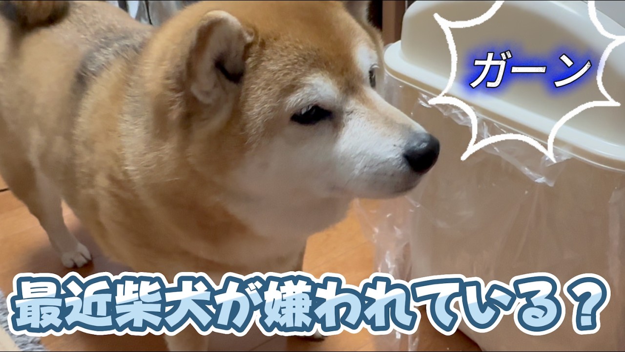 最近、柴犬が嫌われている！？？　Shiba Inu NANA