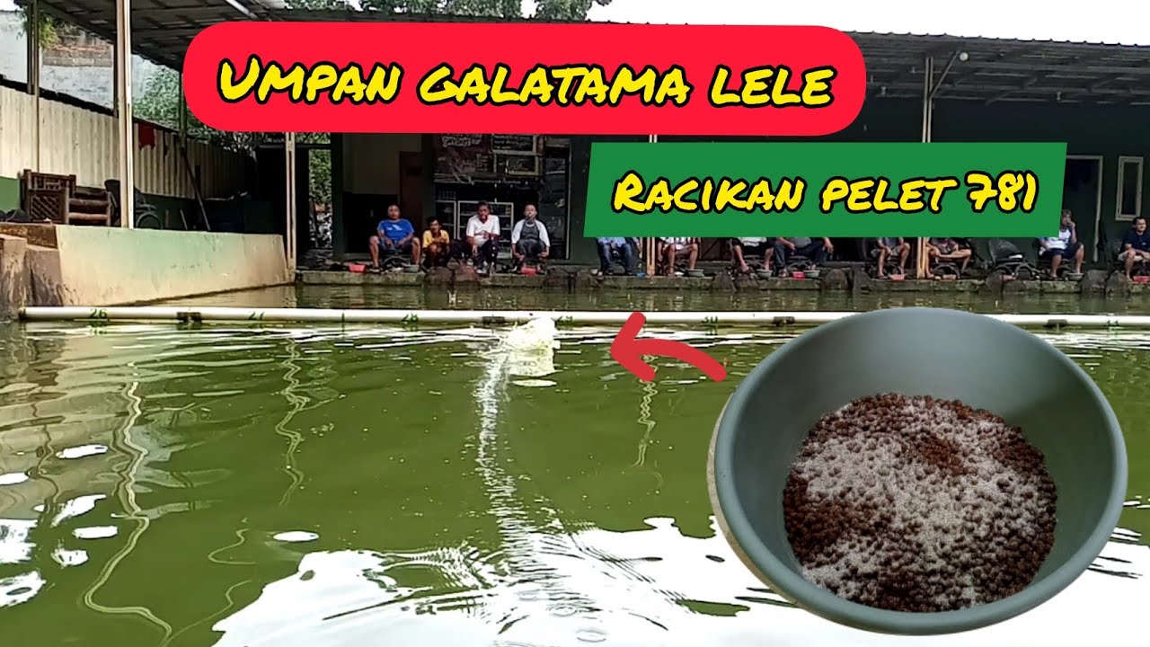 Umpan Galatama Lele II Racikan Pelet 781 II Bikin Mancing Jadi Happy