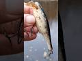 A huge fish bit the entire wobbler. #fishing #shortstiktok #show #spinning