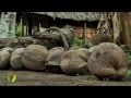 Cultivo de Coco en Urabá (Colombia), Cultivos Familiares - TvAgro por Juan Gonzalo Angel