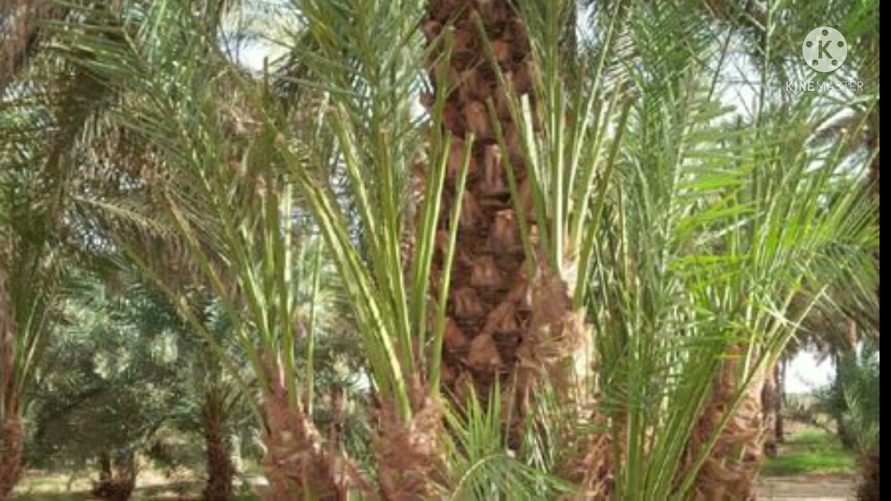 افضل المواعيد لتنظيف النخيل من السعف الزائد