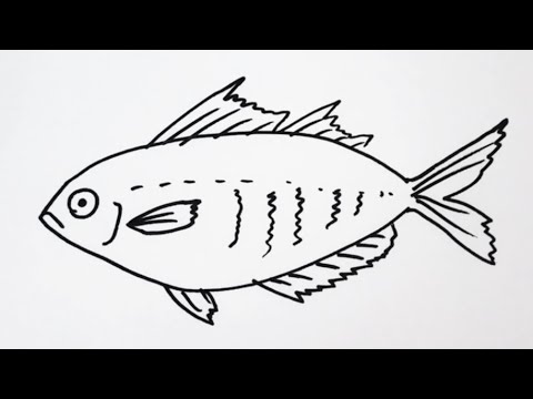 簡単 魚の描き方 イラスト お絵描き Easy How To Draw Fish Illustration Drawing Youtube