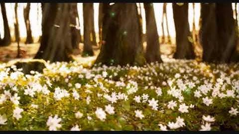 حالات واتساب قرآن || القارئ ياسر الدوسري|| سورة الإخلاص || ستوريات قرآن ||Yasser  Al Dossari