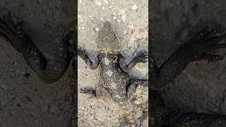 Dikenli Keler , Stellagama Stellio,