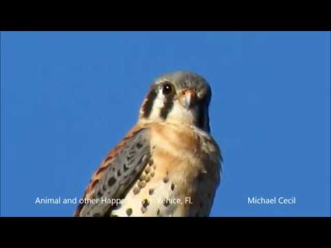 camera iphone 8 plus apk Critter Clip