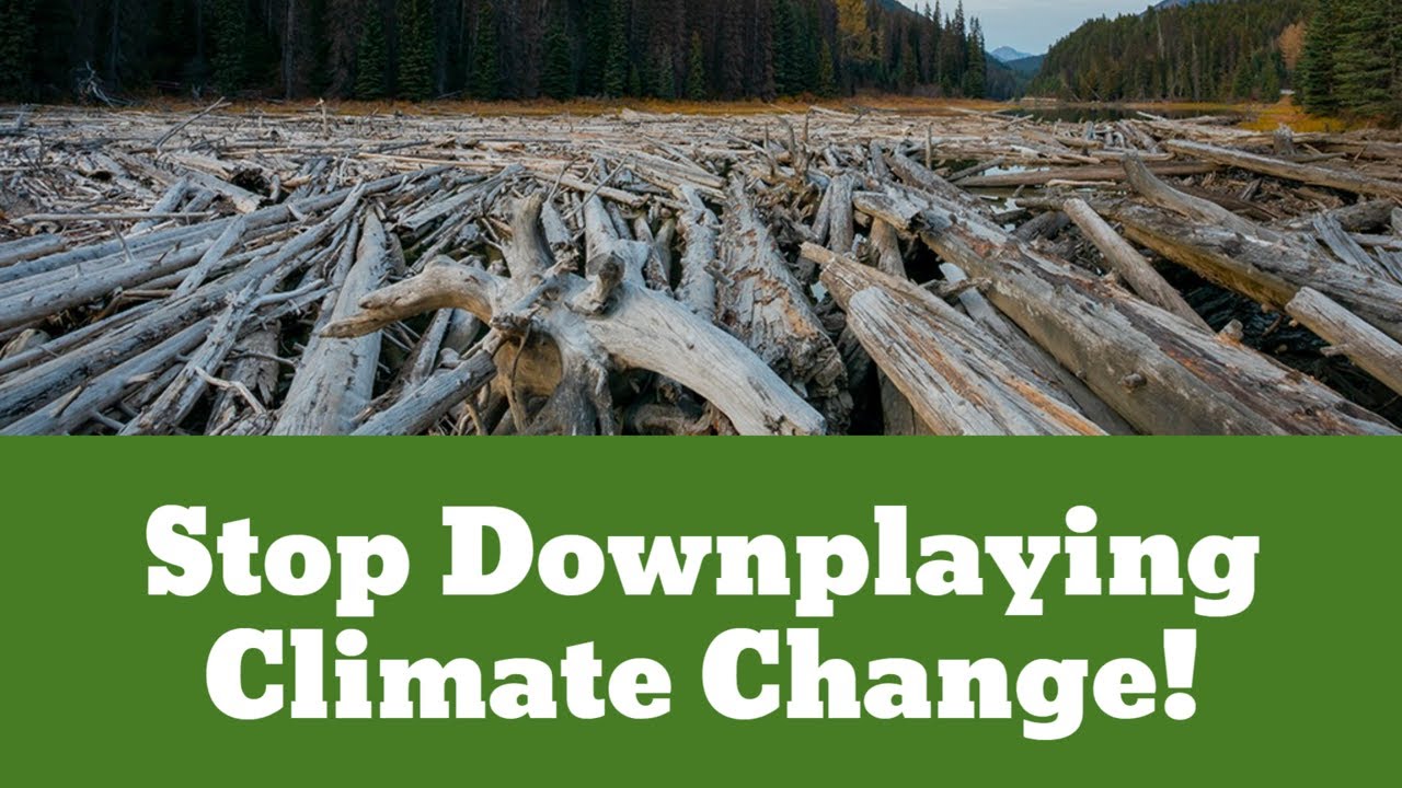 You Hear This Story?! Earth’s Largest Logjam Holds 3.4 Million Tons of