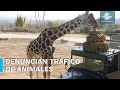 Activistas revelan la verdadera historia de la jirafa Benito