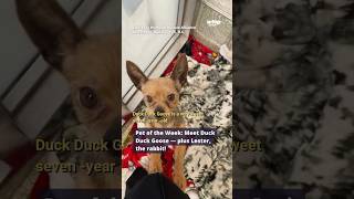 Pet of the Week: Meet Duck Duck Goose — plus Lester, the rabbit!