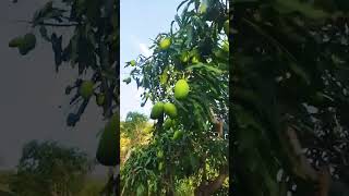 Ram Siya Ram 🙏🏻 🚩.... # kumar Vishwas # motivational 📸 # nature 🥭🌳#YTSHORTS 📷2025.✨