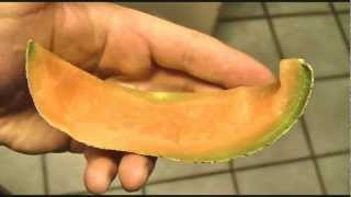 Cantaloupe Meal Worms - Fast Motion 1000x