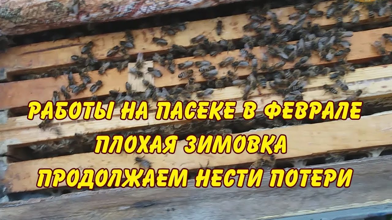 пчеловодство. февральский осмотр, работа на пасеке в феврале - YouTube