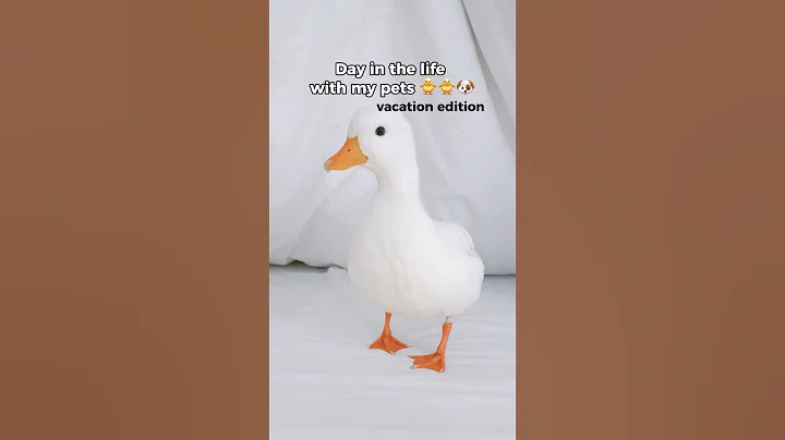 Day in the life with my pets/ Vacaton edition #shorts